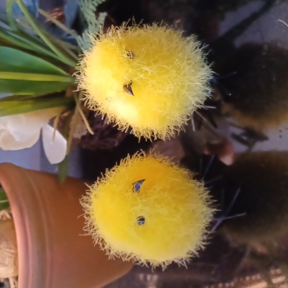 Pottery Barn (2) Fuzzy Easter Chicks